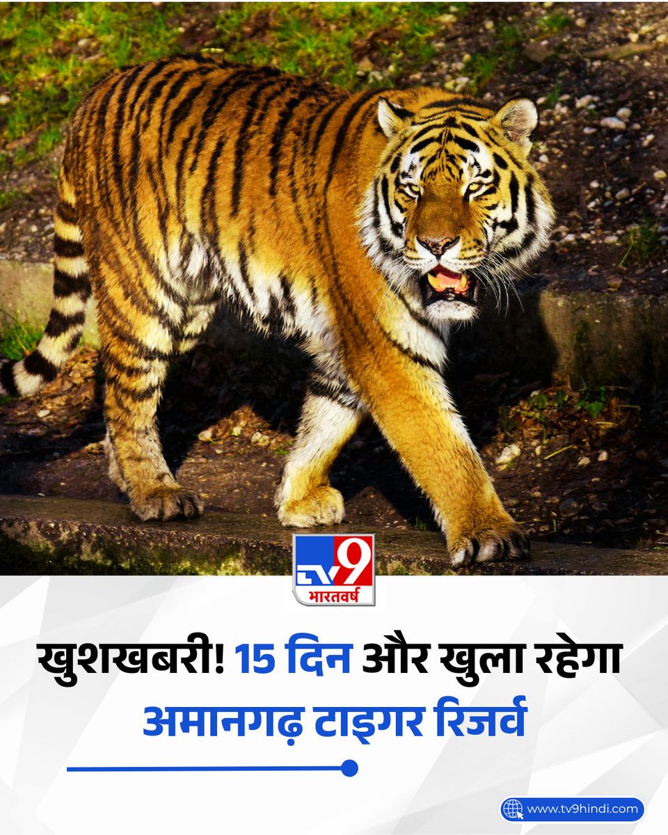 TV9Bharatvarsh's tweet photo. बिजनौर के अमानगढ़ टाइगर रिजर्व आने वाले पर्यटकों के लिए बड़ी खुशखबरी है. UP Government ने मानसून में देरी को देखते हुए पर्यटन सत्र को 15 दिन बढ़ाकर 30 जून तक कर दिया है. यानी अब रिसर्व 30 तारीख तक खला रहेगा.
#AzamgarhTigerReserve #upgov #tigers #monsoonseason #junglesafari #TV9Card
