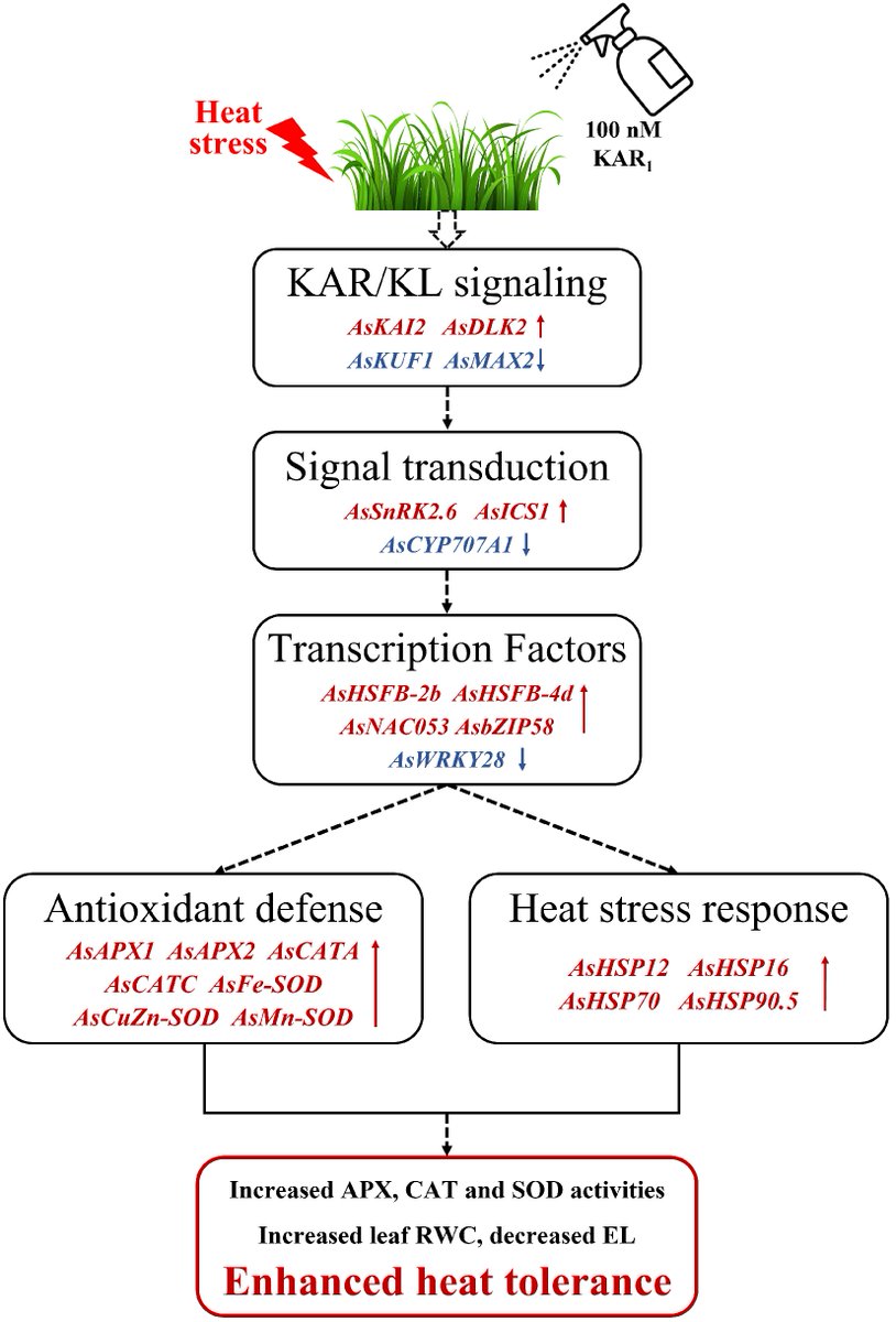 GrassResearch's tweet photo. #GrassResearch #PlantScience #HeatTolerance #TurfStressPhysiology
Exogenous Karrikin₁ 🌿 boosts heat resistance of creeping bentgrass via antioxidant systems. .
@MaximumAcademic 
Details: https://t.co/Ai5iGJP1yZ https://t.co/Mma0yMR8gS