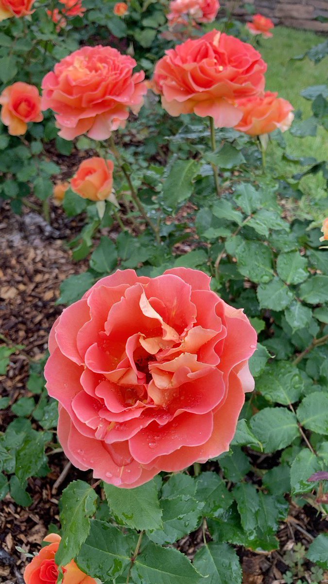 Ligel28's tweet photo. 大通公園はバラの名所でもあるんですよ https://t.co/tSVf2YuImq