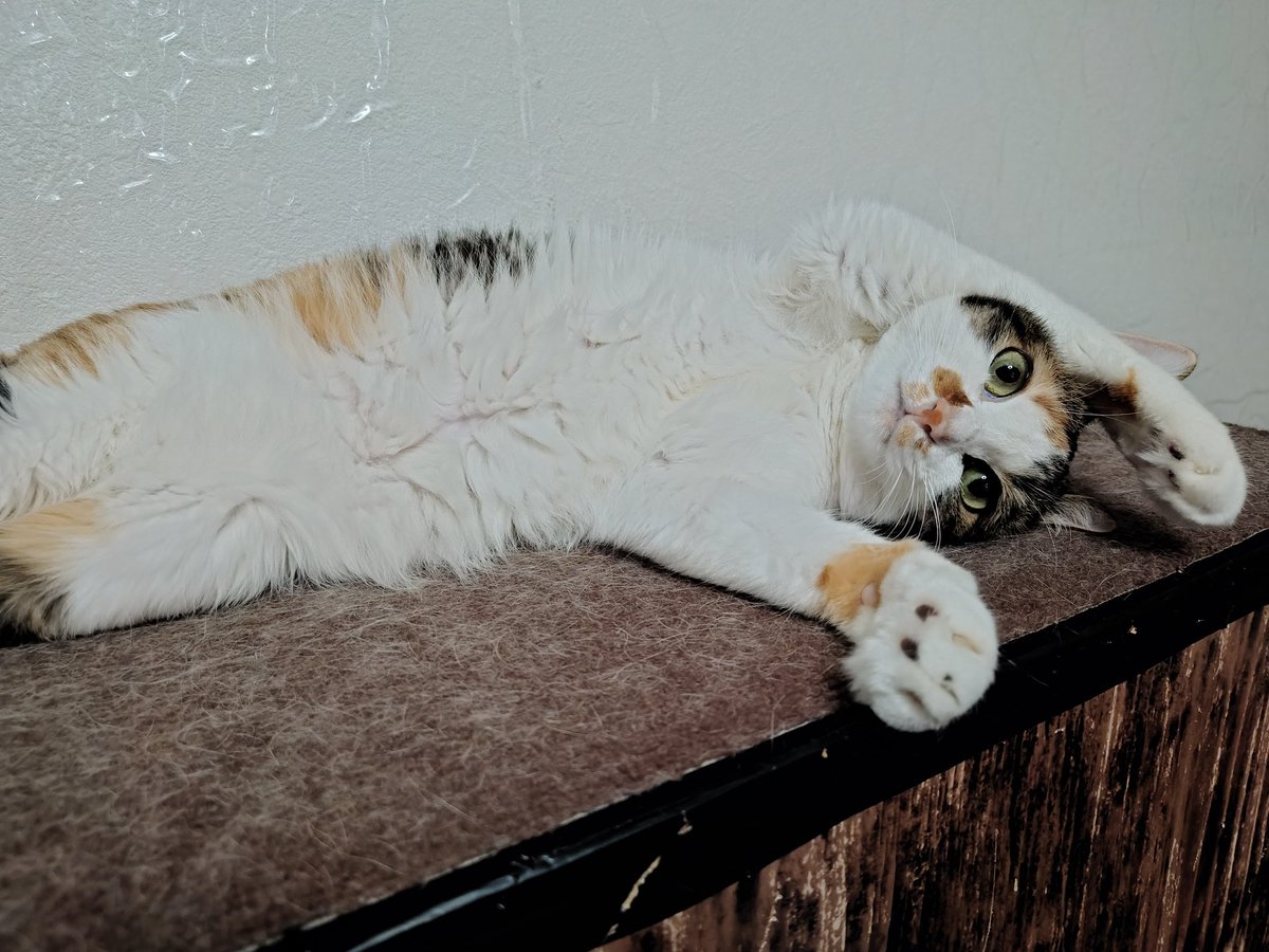 猫との生活