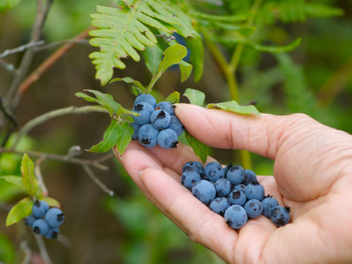 rulyarnanto's tweet photo. Just tried organic wild blueberries from a local farm! Plump, tangy-sweet, and packed with juice—no artificial anything. Perfect for morning oats or snacking. 10/10 would repurchase!， https://t.co/IeAb3ZknBC