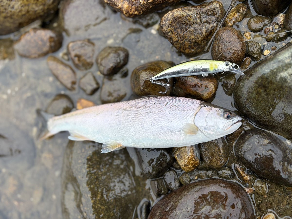 giabendon's tweet photo. 今日もお疲れ様でした〜

朝は相変わらず釣れない🎣
(サクラ狙いでヤマメと稚鮎がかかったけど笑)

仕事終わりに8キロジョグ🏃‍➡️

まずはビールで乾杯🍻 https://t.co/ORm7dbIzUQ