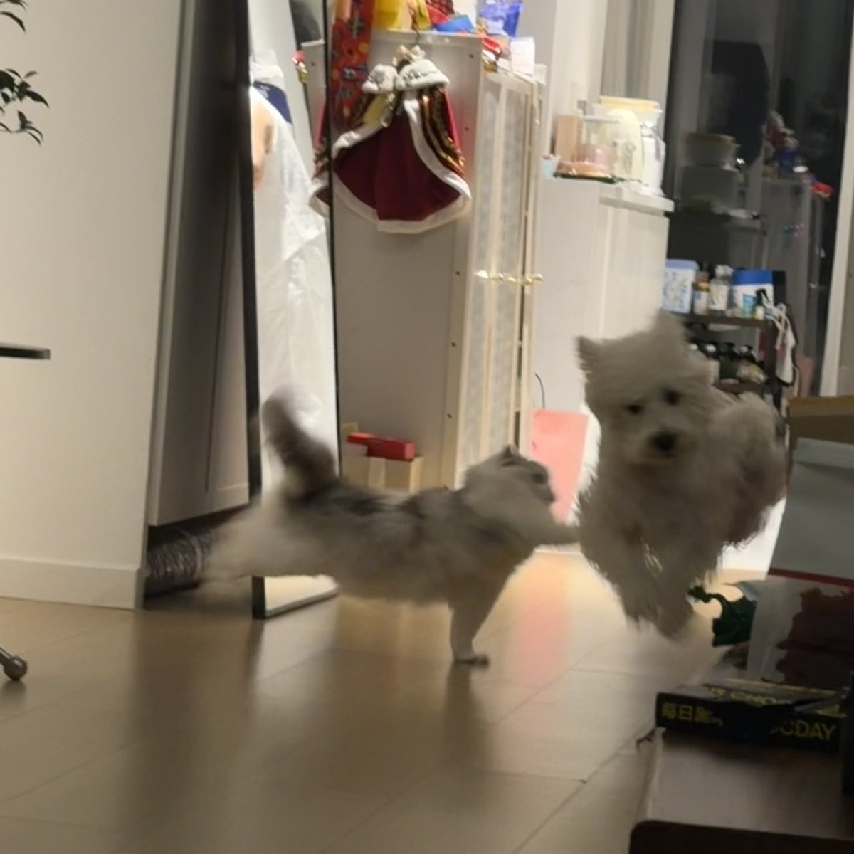 wangxiguaa's tweet photo. wy taking the worst pictures of daidai as always https://t.co/J6iWbXBiSi