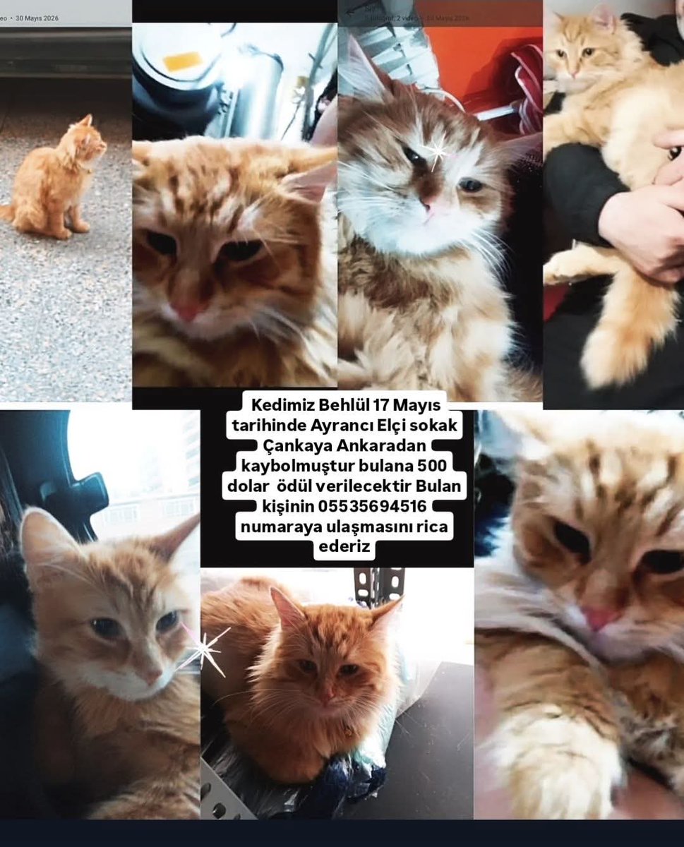 Yksel38434431's tweet photo. o 30 Mayıs 2026

Kedimiz Behlül 17 Mayıs

tarihinde Ayrancı Elçi sokak

Çankaya Ankaradan

kaybolmuştur bulana 500 dolar ödül verilecektir Bulan

kişinin 05535694516

numaraya ulaşmasını rica ederiz https://t.co/fcqD9mVDnB