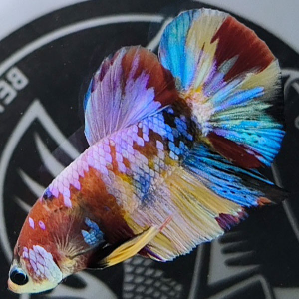 shopheo99's tweet photo. Top mẫu betta koi nemo đẳng cấp số 1hiện nay,

Xem chi tiết tại đây: https://t.co/7NGJGt0Ipo https://t.co/MBATfvzz2i