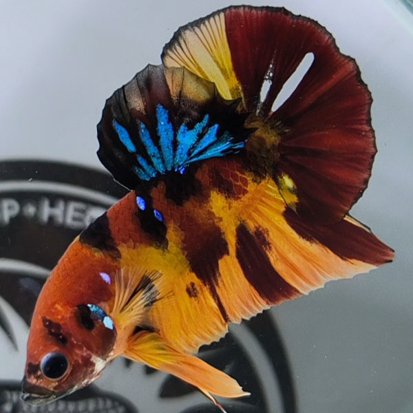 shopheo99's tweet photo. Top mẫu betta koi nemo đẳng cấp số 1hiện nay,

Xem chi tiết tại đây: https://t.co/7NGJGt0Ipo https://t.co/MBATfvzz2i