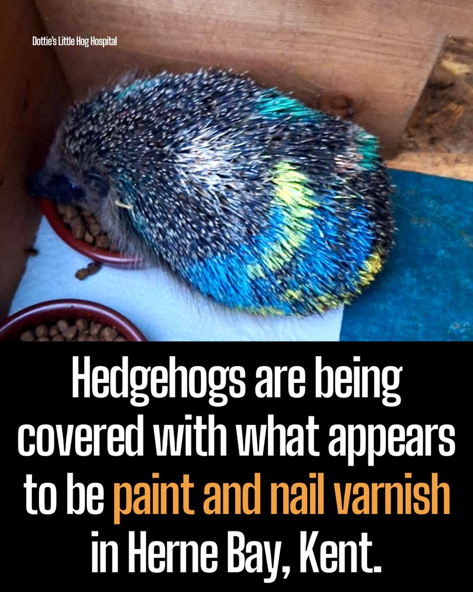 ProtectTheWild_'s tweet photo. Dottie's Little Hog Hospital has rescued them, and has seen 5 cases in the past month. Rescuer Rosie Fisher said: "We think it's probably people seeing hedgehogs in their garden and thinking that it's their hedgehog and marking it." This cruel act is toxic, and can be deadly too. https://t.co/8uH4UuiK9t