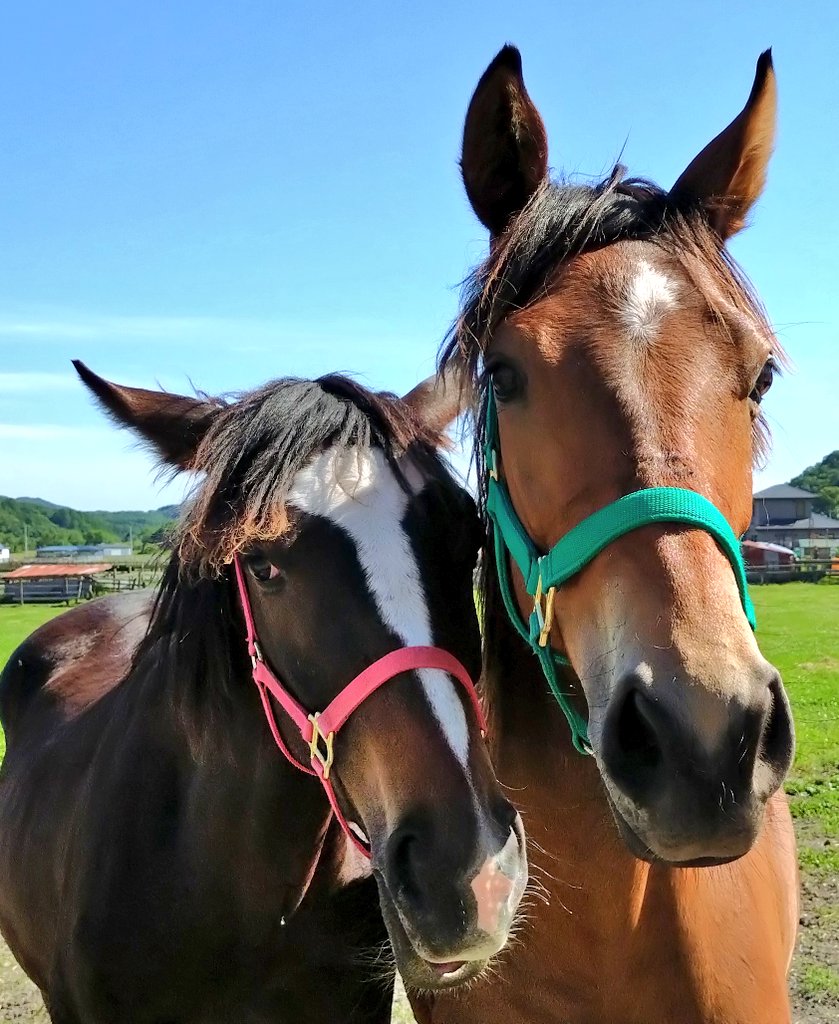 asu1yu2ju08's tweet photo. 収牧待ちのアル子🐴とパフちゃん🐴 https://t.co/vDAxf4BiM1