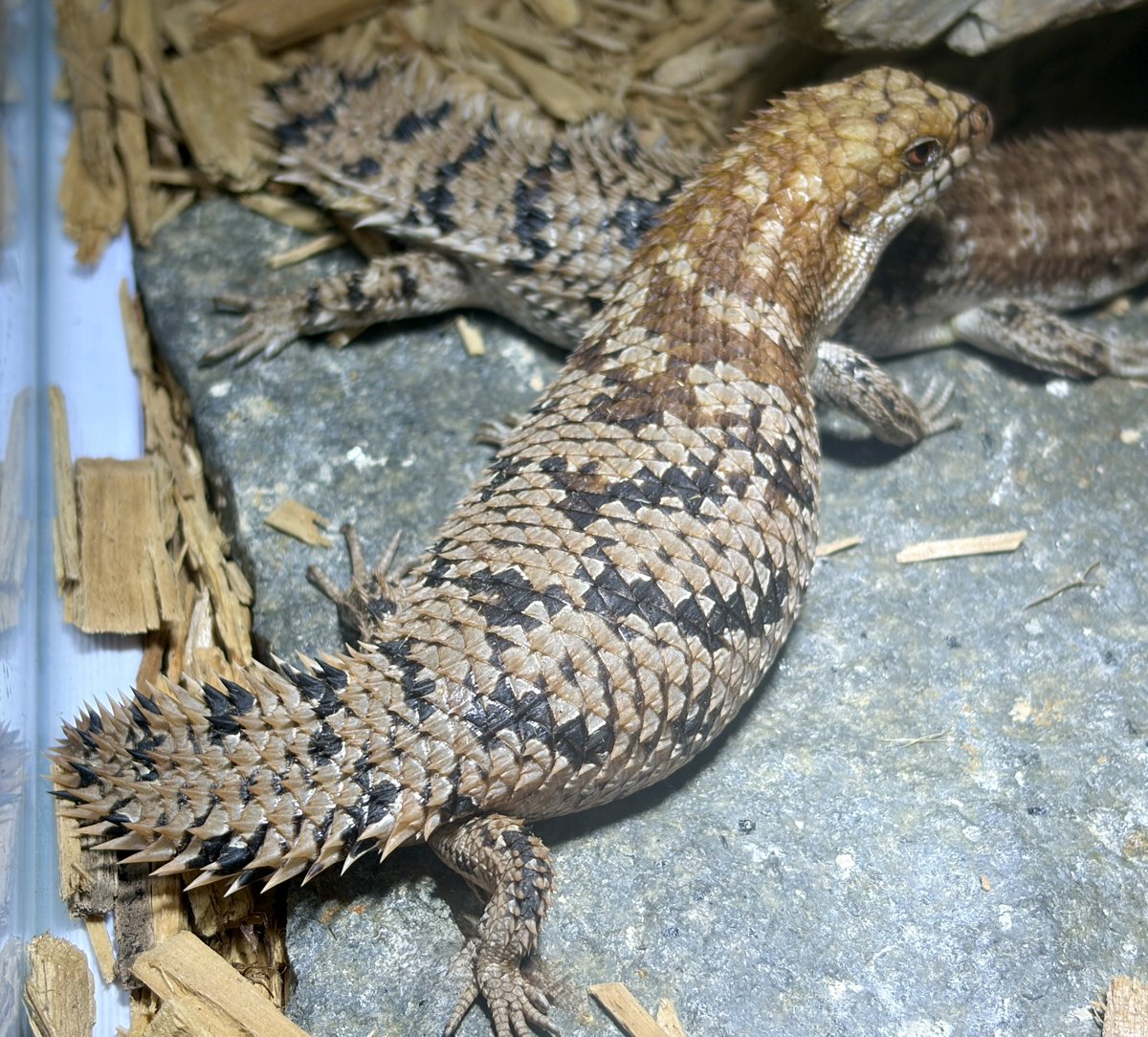 onomomozo's tweet photo. Jun. 2026 | Egernia depressa

She must be expecting... https://t.co/ip7rsSVf1w