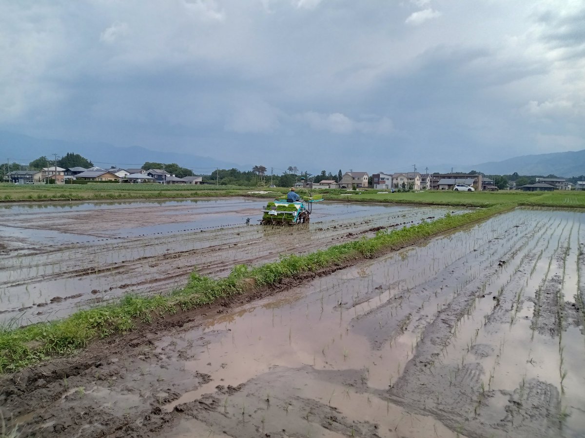 koike5043's tweet photo. 上の原の田んぼ２筆の田植えが無事終了。三峰川ファームさんのおかげであります。三峰川の水で育つ川下り米の特別栽培米です。
午後、上の原田んぼと美篶上原の田んぼ、計４筆の草刈りを行いました。
豊作でありますように！ https://t.co/ohVRmPlMxy
