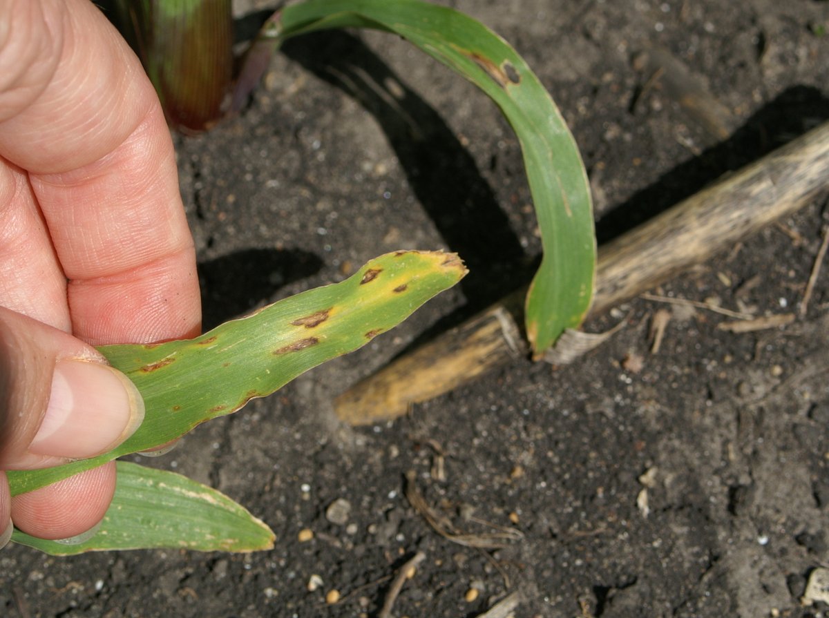 CropNetwork's tweet photo. Anthracnose leaf blight lesions are tan or brown with dark margins. It is most common where corn follows corn and seldom causes yield loss.

Occurrence of leaf blight and stalk rot is not necessarily related despite being caused by the same pathogen.

#corn #disease #grow26 @DTelenko @alisonrISU @MandyBish1 @baldpathologist @alabamaED @badgercropdoc @MartinChilvers1