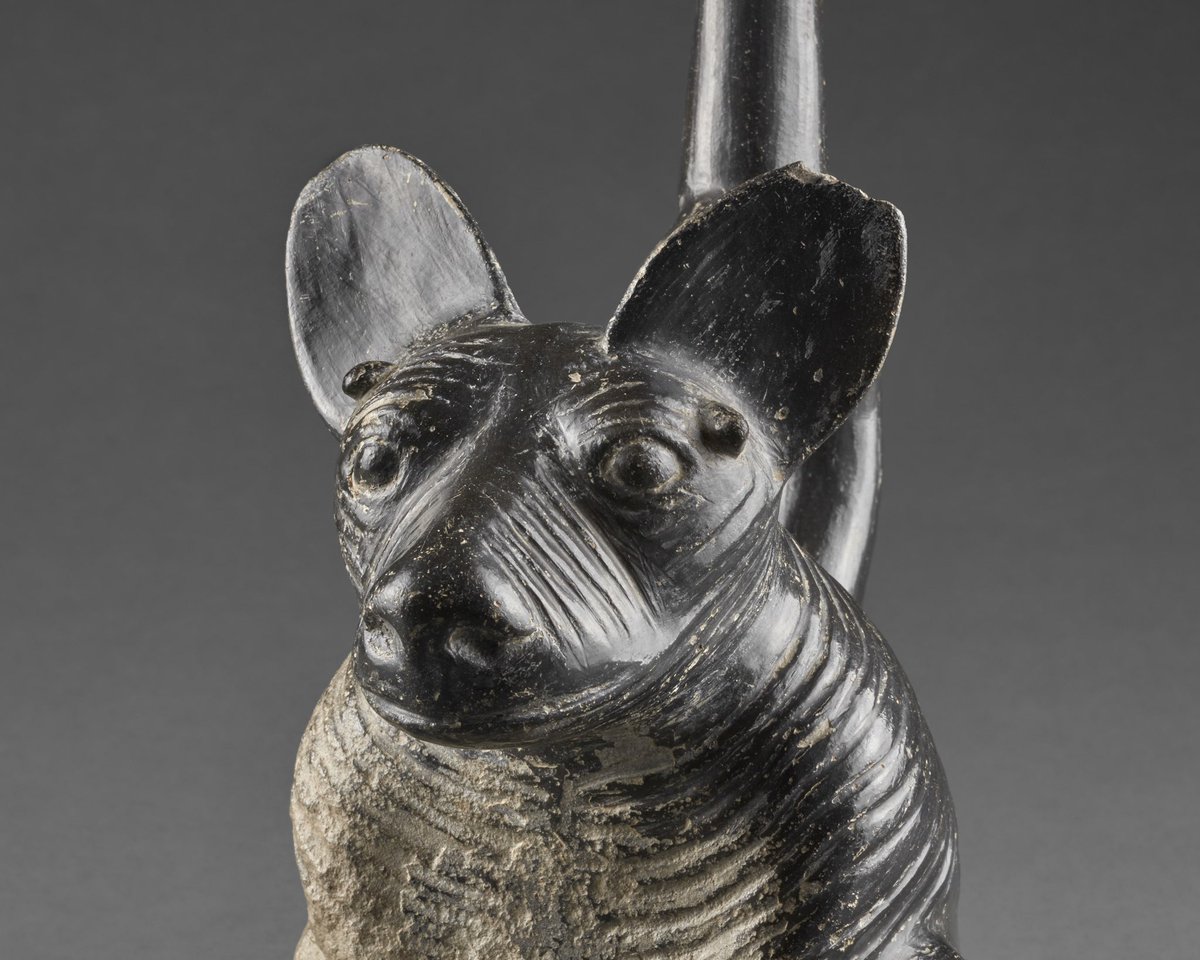 MuseoLarco's tweet photo. 12 de junio: Día del #PerroPeruanoSinPelo 🐕
.
Visita nuestra galería virtual y conoce más representaciones del “viringo”, declarado Patrimonio Cultural de la Nación en el año 2001.
► https://t.co/7uwcxuj5se

#MuseoLarco #ColecciónLarco https://t.co/KB4fV1gTNo