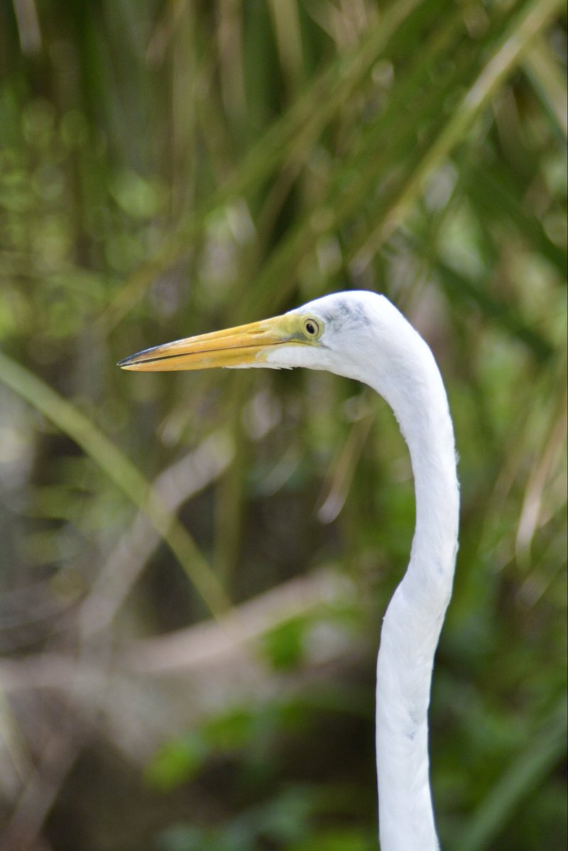 rktekt64's tweet photo. On the lookout #nature #birds #photography #circleB https://t.co/jKQ7l4LYbn