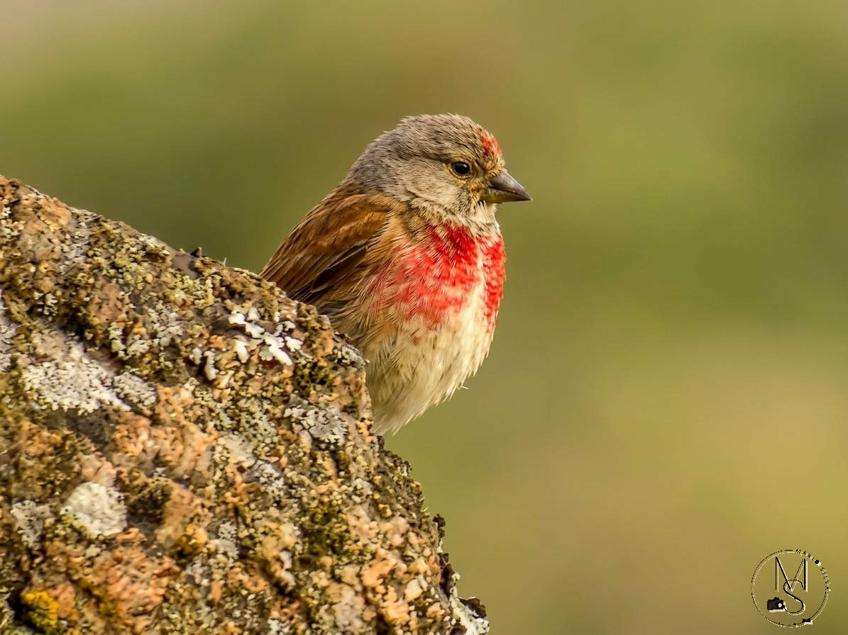 MrioFernandoGo2's tweet photo. "Common Linnet (Linaria cannabina)"
.
The photograph captures, in close-up and with impressive sharpness, the delicate beauty of a passerine bird in its natural environment.
The This is a male Common Linnet (Linaria cannabina), characterized by its grey plumage (...)
©MárioSilva https://t.co/HRKaOaI6lk