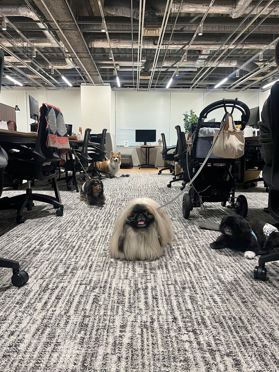 CoCoGourmet_dog's tweet photo. 今日出社してよかったと思う瞬間 https://t.co/Pwo9dXfTp2