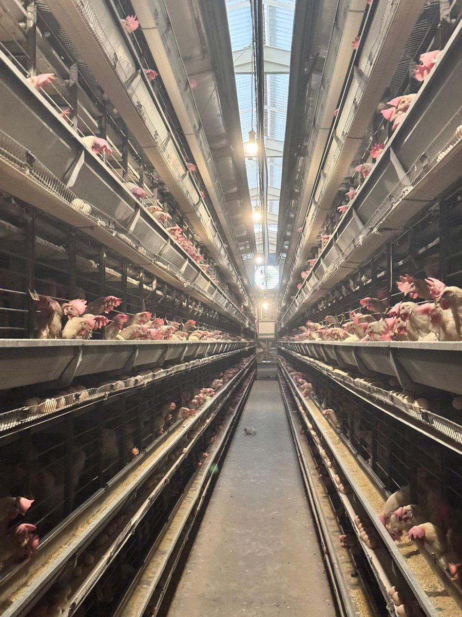 tkdkmersin's tweet photo. Günlük 59.000 adet yumurta üretim kapasitesine sahip işletme, 15 kişiye istihdam sağlamakta olup çalışanların 5’ini kadın personel oluşturmaktadır. https://t.co/JJ3FisBRzS