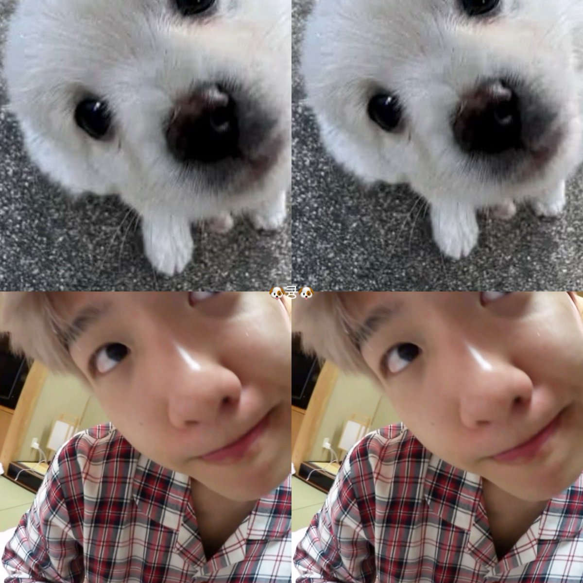 design_by_b04's tweet photo. 🐶큥🐶                                             🐶백현이🐶 https://t.co/e3bJMWPxBj
