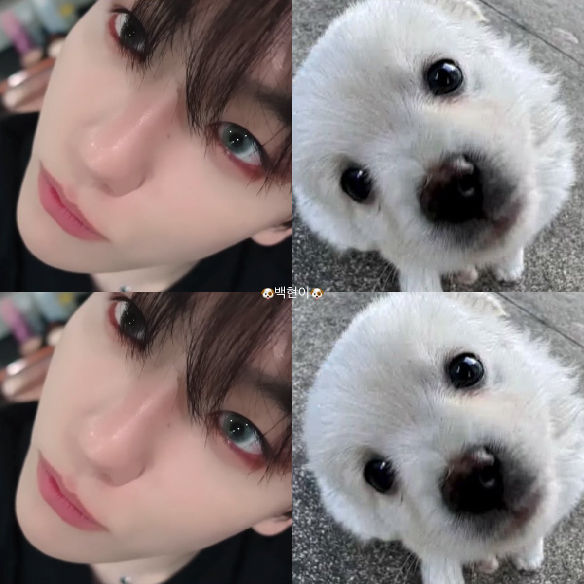design_by_b04's tweet photo. 🐶큥🐶                                             🐶백현이🐶 https://t.co/e3bJMWPxBj