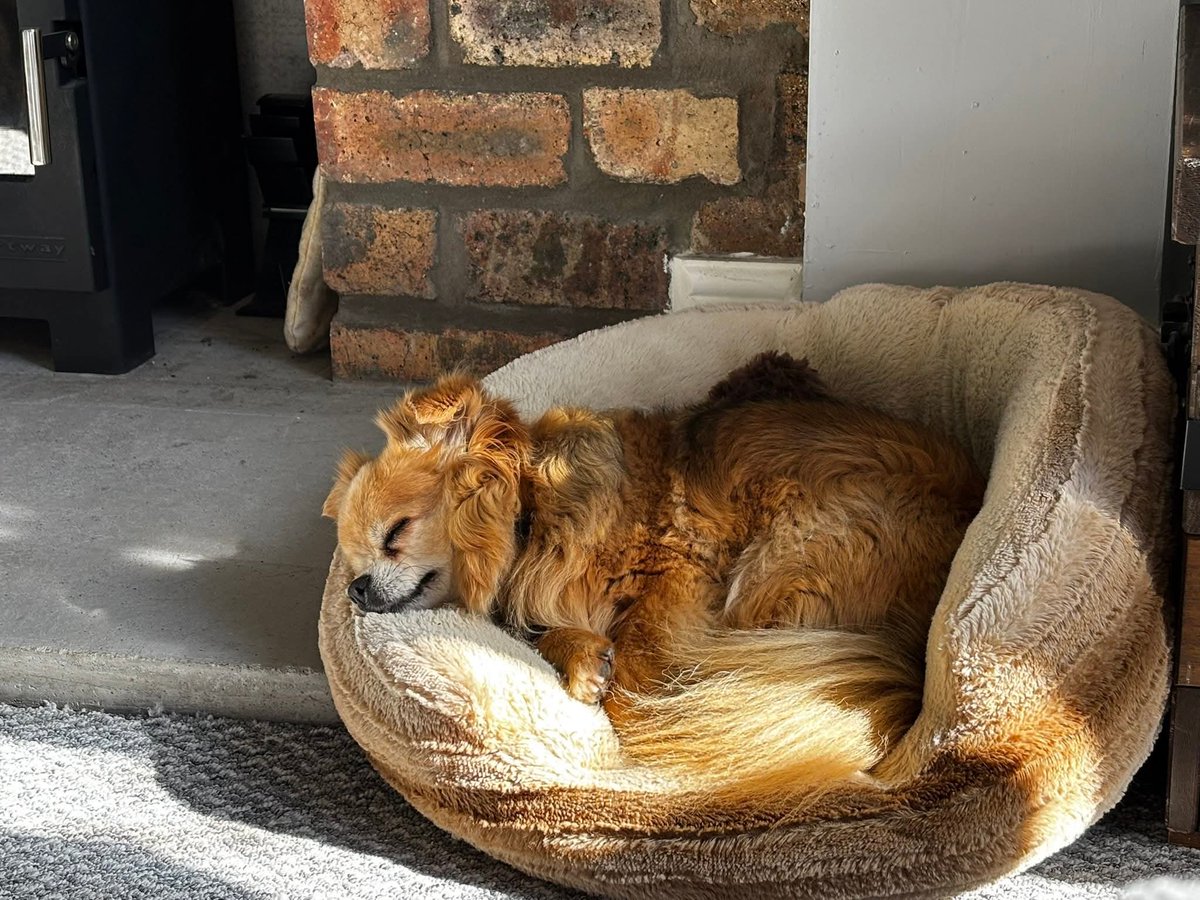 MissingPetsGB's tweet photo. Help Bring Reggie Home 

#Missing male Chihuahùua who disappeared from the Airth/#Falkirk #Stirling #FK2 #Scotland on 3 June 2026

Reggie is a much-loved family pet and is believed to still be in the local area. He is a nervous dog &amp; will run if approached
https://t.co/p08X57ln0i https://t.co/0Msm3tDeci