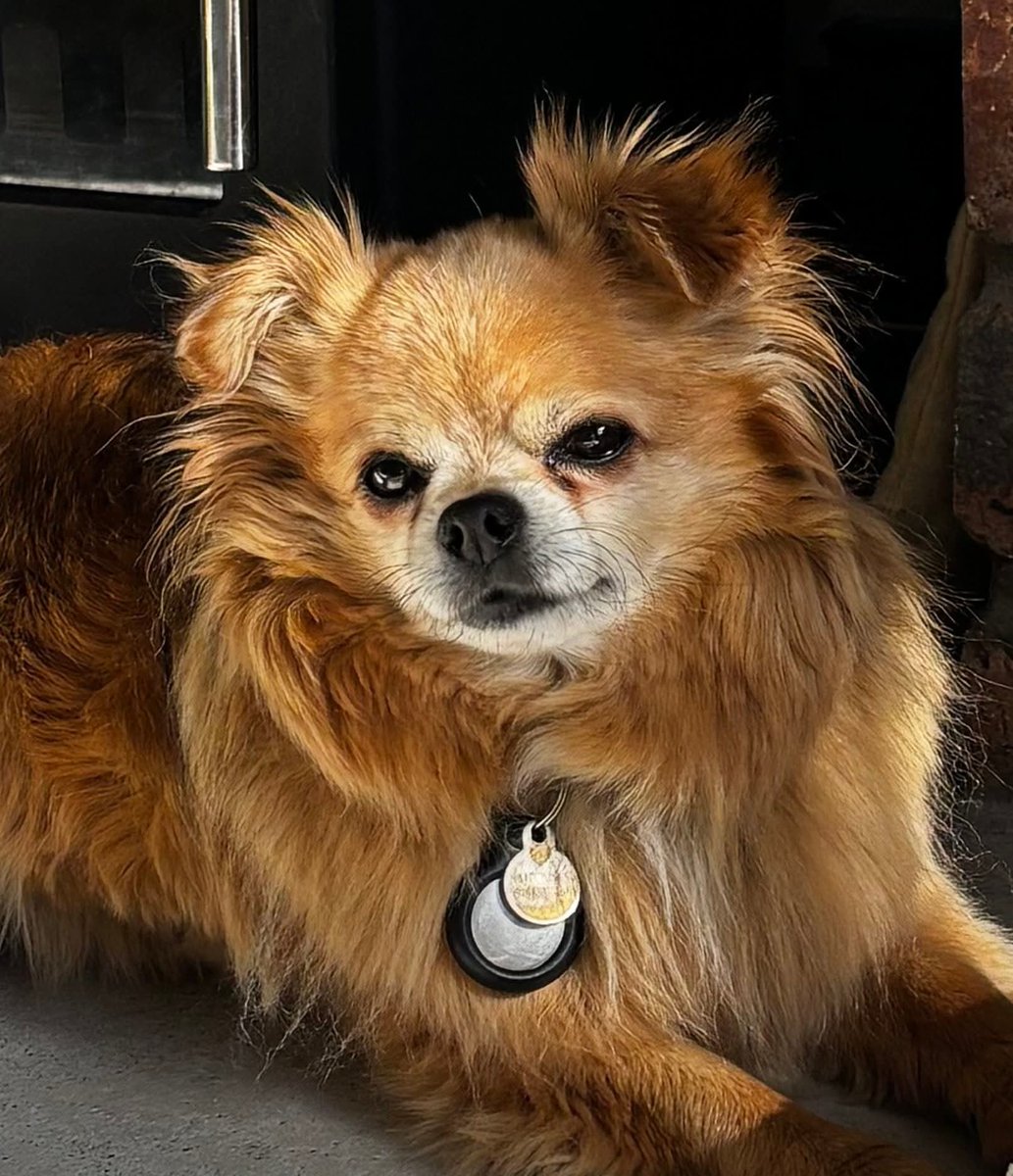 MissingPetsGB's tweet photo. Help Bring Reggie Home 

#Missing male Chihuahùua who disappeared from the Airth/#Falkirk #Stirling #FK2 #Scotland on 3 June 2026

Reggie is a much-loved family pet and is believed to still be in the local area. He is a nervous dog &amp; will run if approached
https://t.co/p08X57ln0i https://t.co/0Msm3tDeci