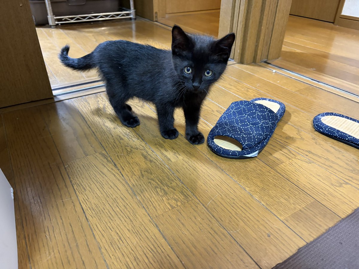 chiubei's tweet photo. 引き続きお願いします
うちに来てはや半月
ご興味のある方はお声掛けください
飼育環境等の確認をさせていただきます
飼育経験のある方は特に歓迎しております
#里親募集
#猫
#子猫
#関西
#黒猫 https://t.co/Od4NdialHR