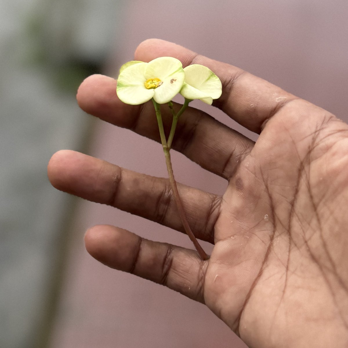 the_cursed_lad's tweet photo. Flower that never went to the right hands 🙇🏼 https://t.co/za4GyBgeW1