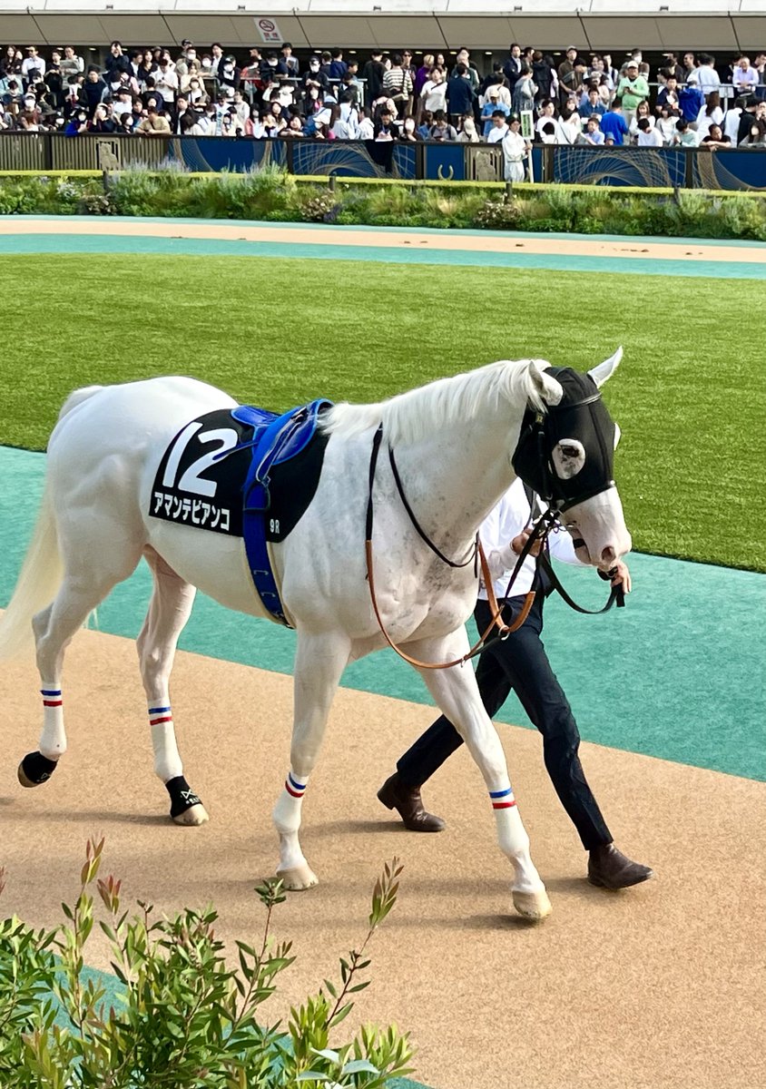 yukaq4coil's tweet photo. #アマンテビアンコ 🐴♡
お疲れさまでした✨

ノーザンホースパークで乗馬の予定なので、また会いたいな〜 https://t.co/WZwg3CpElx