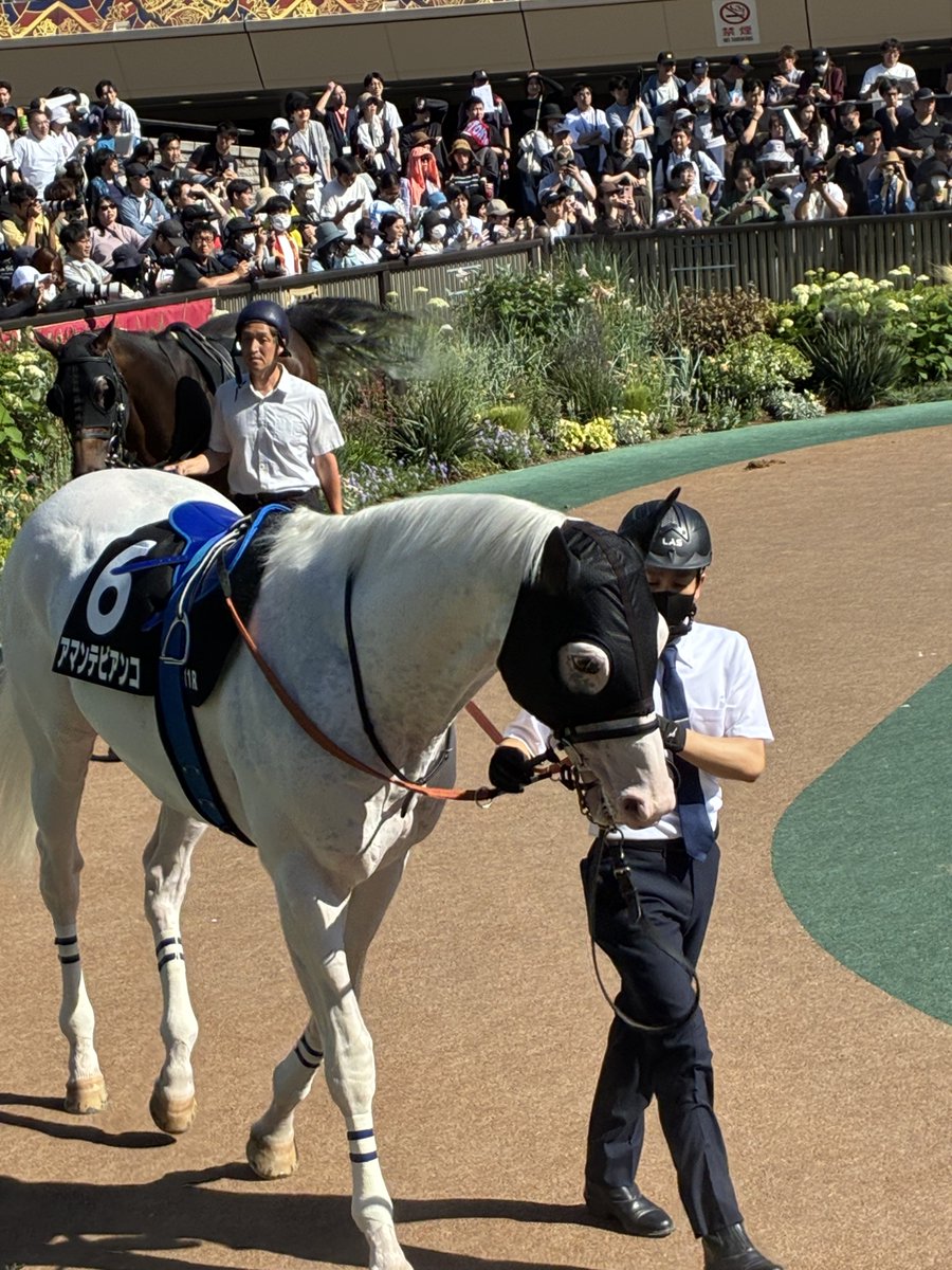 yukaq4coil's tweet photo. #アマンテビアンコ 🐴♡
お疲れさまでした✨

ノーザンホースパークで乗馬の予定なので、また会いたいな〜 https://t.co/WZwg3CpElx