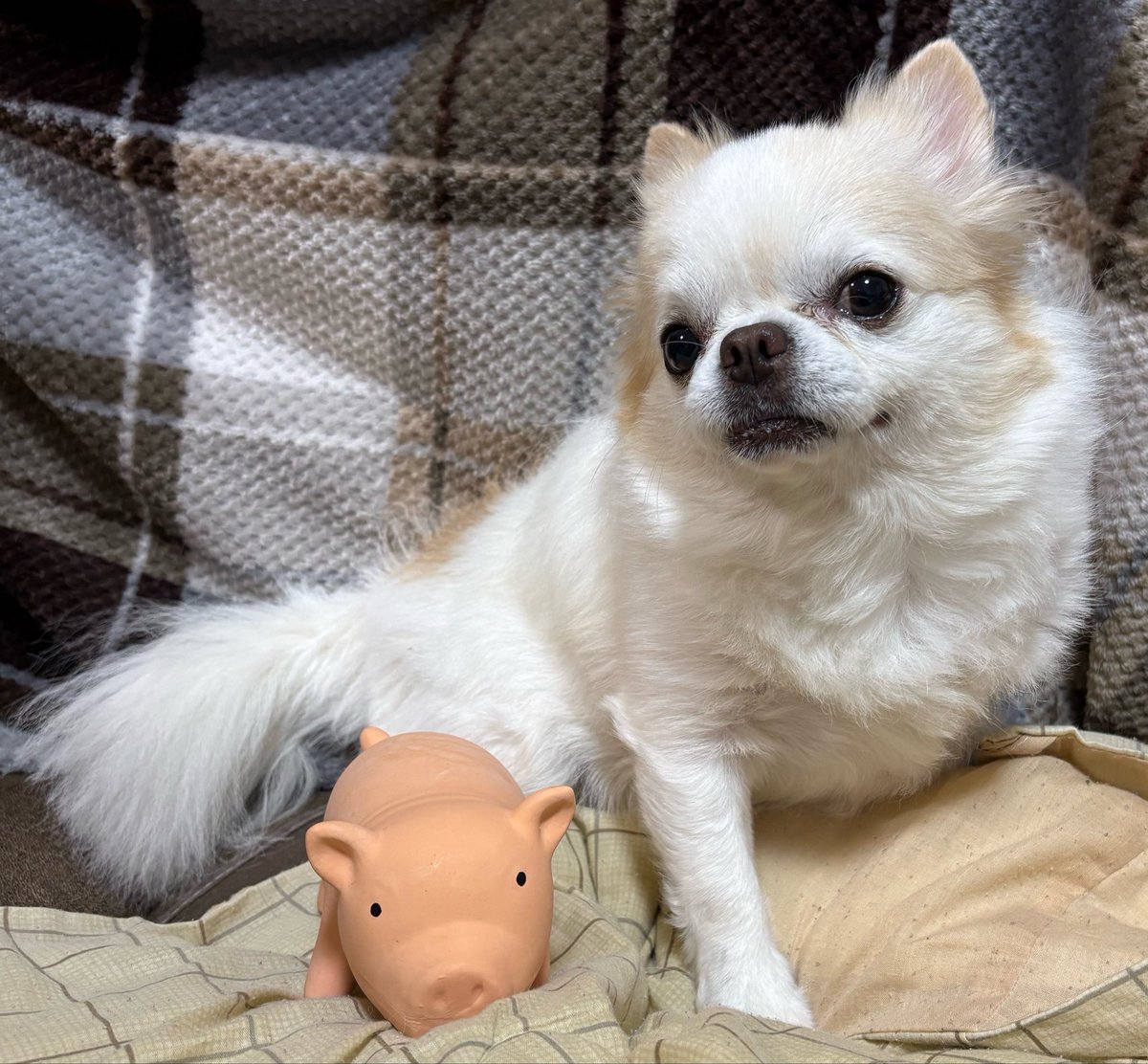 TOMO_S131's tweet photo. 空くん、明日は予防接種だね🐶💉

朝からがんばろね✨

#今日の空くん
#チワワ
#チワワのいる暮らし
#ロングコートチワワ
#犬のいる暮らし https://t.co/1Ldpv5uqVu