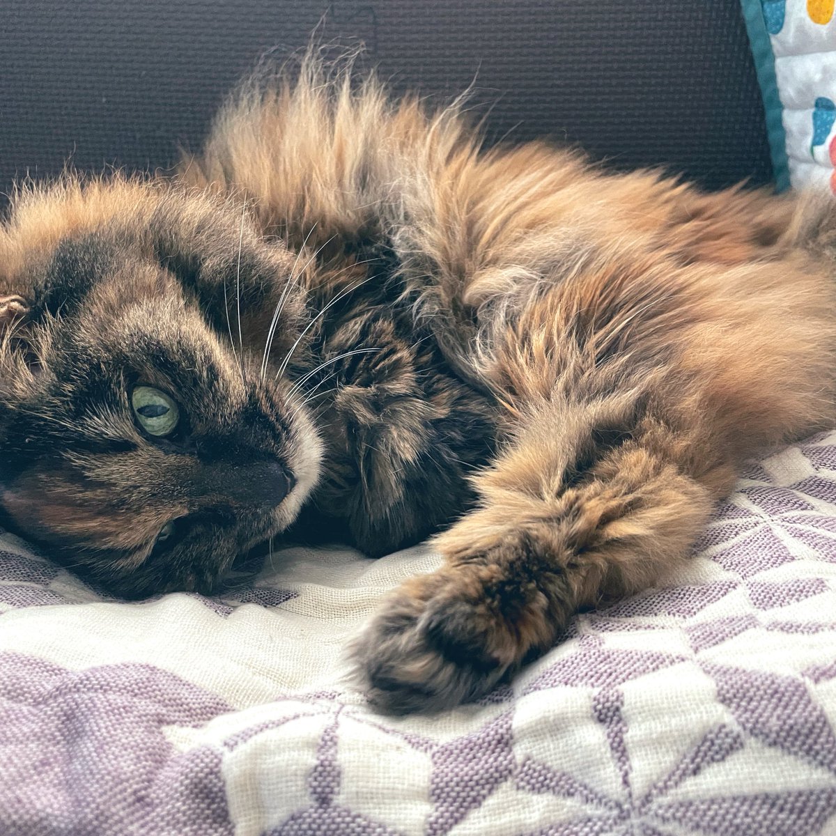 mottantomenme's tweet photo. セーター敷いてたのをガーゼケットに変えたら気に入ってくれた

#シニア猫 #猫のいる暮らし https://t.co/uPrUvB2kg5