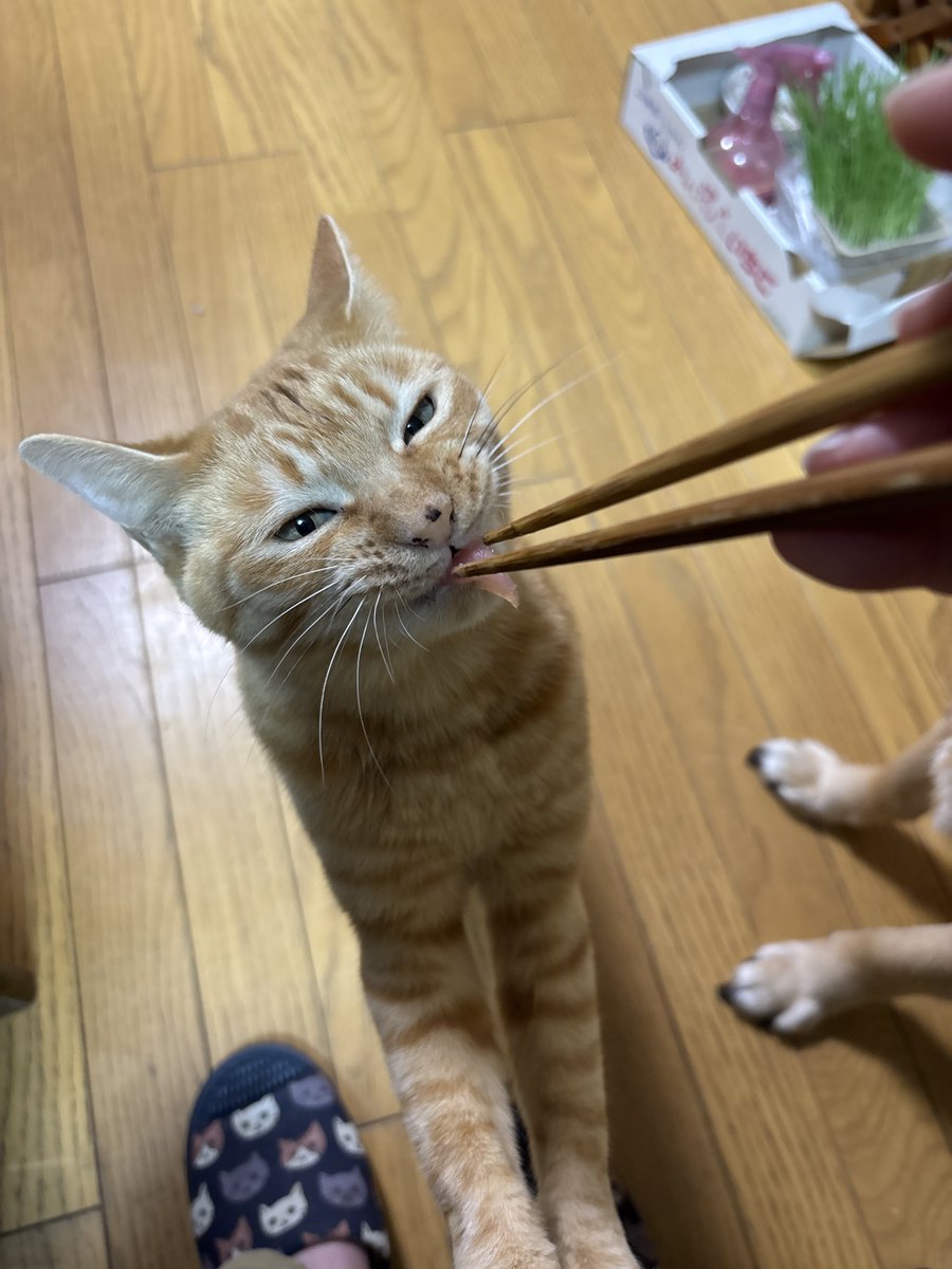 hemcco's tweet photo. お刺身大好き🐟なナナ🐈💕 https://t.co/SnxaymW4YA