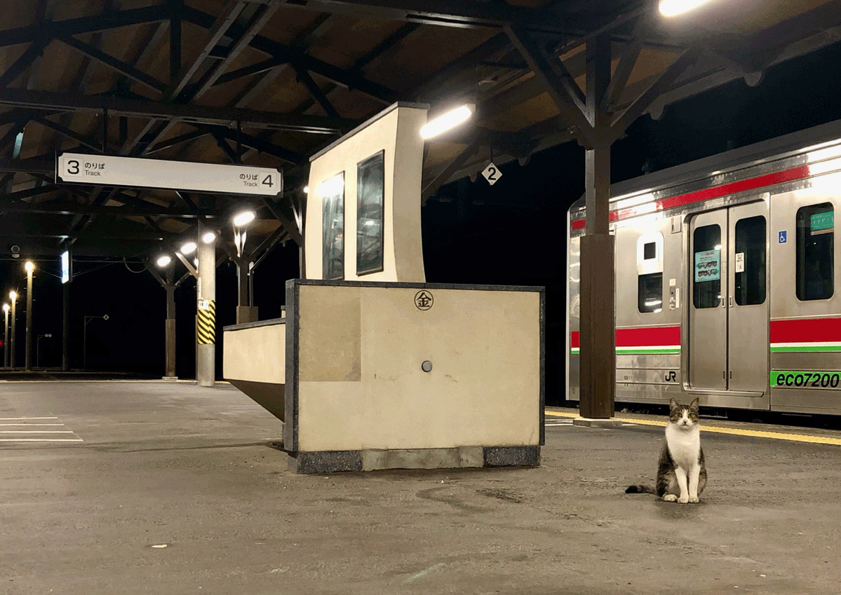 Cheer_KIKAKU's tweet photo. 終電近くの琴平駅、船に猫住んでて神✨
ﾈｺと和解せよ https://t.co/TNPdzNJ5Fc