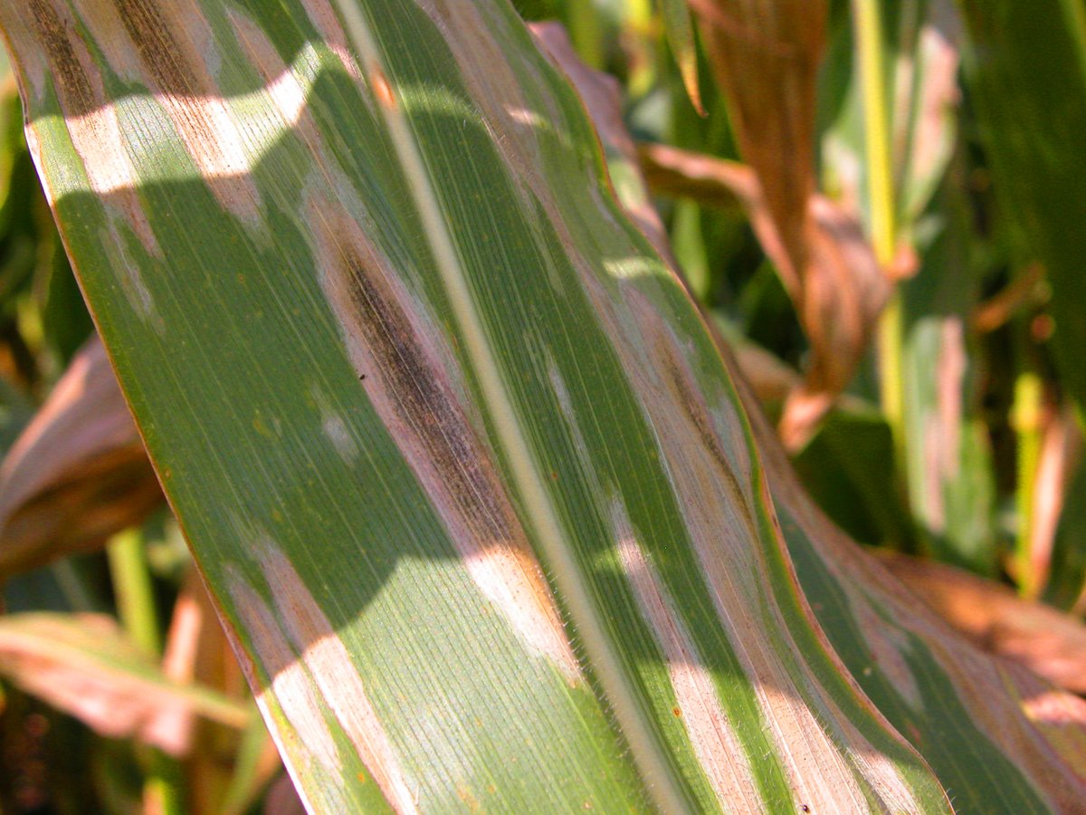 CropNetwork's tweet photo. If northern corn leaf blight is present in the canopy before and just after tasseling (VT), and conditions are favorable for disease, significant yield losses can occur in susceptible hybrids.

Get ID and management info for northern corn leaf blight at https://t.co/mEs1ckFdKM. 

From Extension. @cropdoc08 @ppp_trey @alisonrISU @AlbertTenuta @baldpathologist @MahDuffeck @travisfaske @badgercropdoc @NDSUExtension.

@kscorn @OhioCornWheat @MississippiCorn @NECornBoard @iowa_corn @NationalCorn #corn #fungicide #AgTwitter @GrainFarmers @KYGrainCropsIPM @clemson_ipm