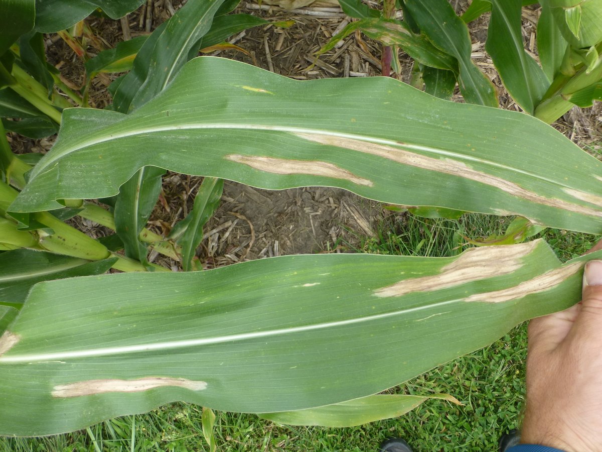 CropNetwork's tweet photo. If northern corn leaf blight is present in the canopy before and just after tasseling (VT), and conditions are favorable for disease, significant yield losses can occur in susceptible hybrids.

Get ID and management info for northern corn leaf blight at https://t.co/mEs1ckFdKM. 

From Extension. @cropdoc08 @ppp_trey @alisonrISU @AlbertTenuta @baldpathologist @MahDuffeck @travisfaske @badgercropdoc @NDSUExtension.

@kscorn @OhioCornWheat @MississippiCorn @NECornBoard @iowa_corn @NationalCorn #corn #fungicide #AgTwitter @GrainFarmers @KYGrainCropsIPM @clemson_ipm
