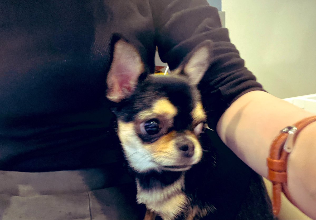 genkinogenkun's tweet photo. 今日もうちにいる間はずっとひっつき虫👶🐾きゃわ。
#チワワ https://t.co/CuK8Fiy2yJ