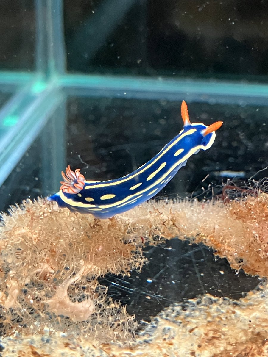 inapty's tweet photo. アオの卵塊、餌のカイメンにくるりんと植え付けられた。 https://t.co/s1gaopoU5b