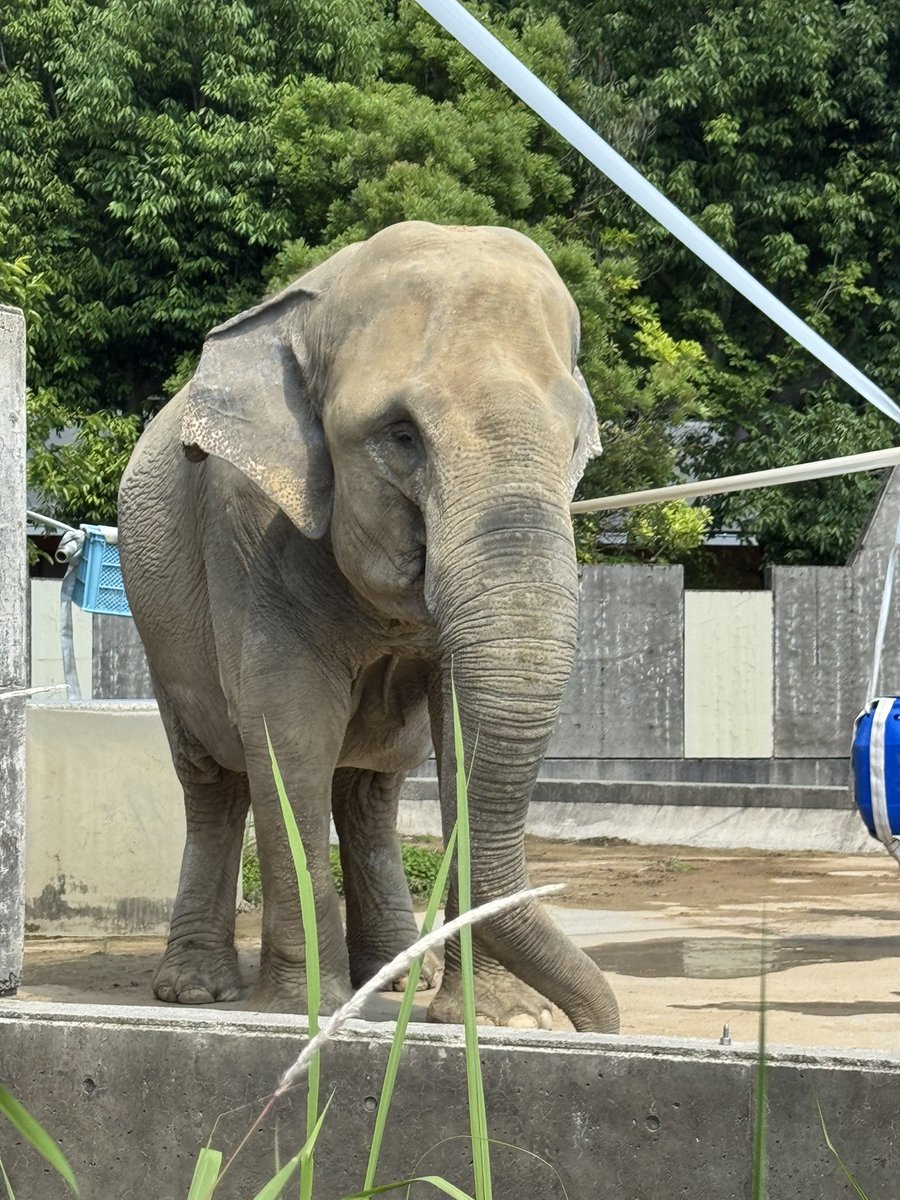 2010Cyobi's tweet photo. #アジアゾウ の
#サニー
 は日本(石川県)に来てからずっと横になれないゾウ🐘です
現在の室内も一頭だけ！の作りで横になれるスペースがないので47歳のサニーにはお外でいいので砂山で横にならせてあげれないかなぁ〜が会うたび飼育員さんとの話しの話題でした👇 https://t.co/eeqoabfeC2