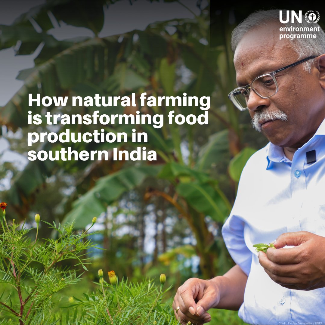 UNEP's tweet photo. In Andhra Pradesh, India, over 3 million farmers have replaced chemical fertilisers with natural farming.

The result: soil recovering its fertility &amp; farmers reporting at least a 30% rise in productivity &amp; income.

Find out more: https://t.co/UF08EZMDlc https://t.co/7hlTquJ3kk