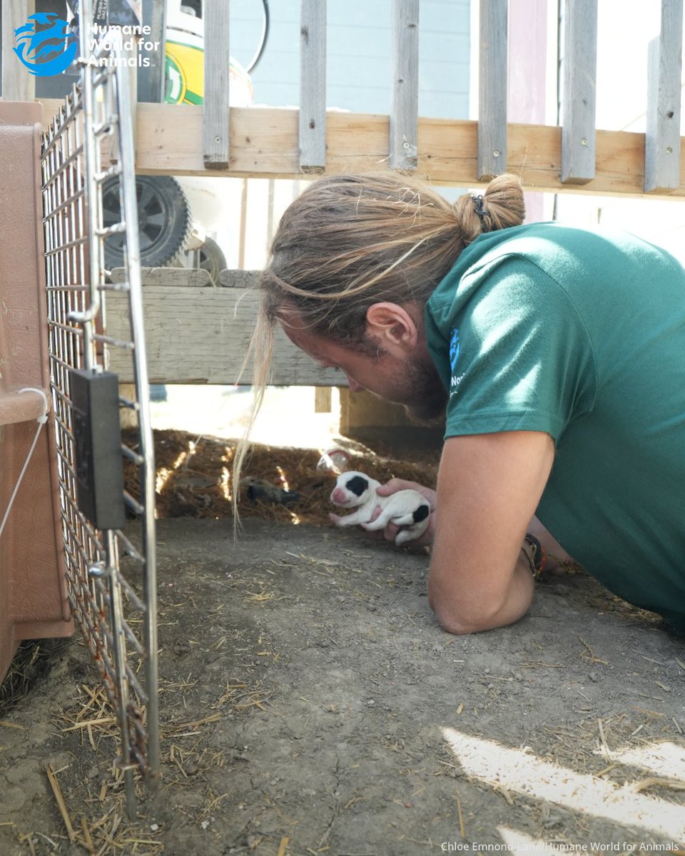 humaneworldcafr's tweet photo. Lors d’une clinique de stérilisation avec Canadian Animal Taskforce à Frog Lake First Nation, notre équipe a aidé à secourir la chienne Melon et ses 12 nouveau-nés. 

Ils ont reçu des soins et ont été transférés pour leur prise en charge. 💙 https://t.co/spalkkbDZM