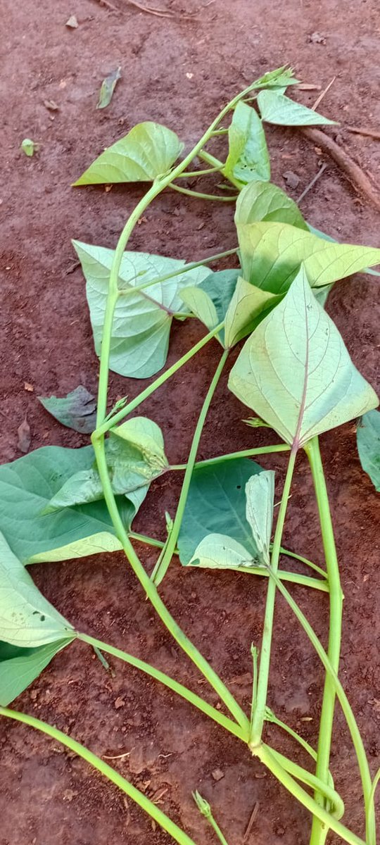taingini's tweet photo. From practical nothing 🤌
Sweet potatoes production.
Another lucrative farming business if well managed.
Production of sweet potatoes depends on the quality of planting materials used, Soil fertility, drainage, rainfall and management practise carried out. https://t.co/uo26J8DRR8