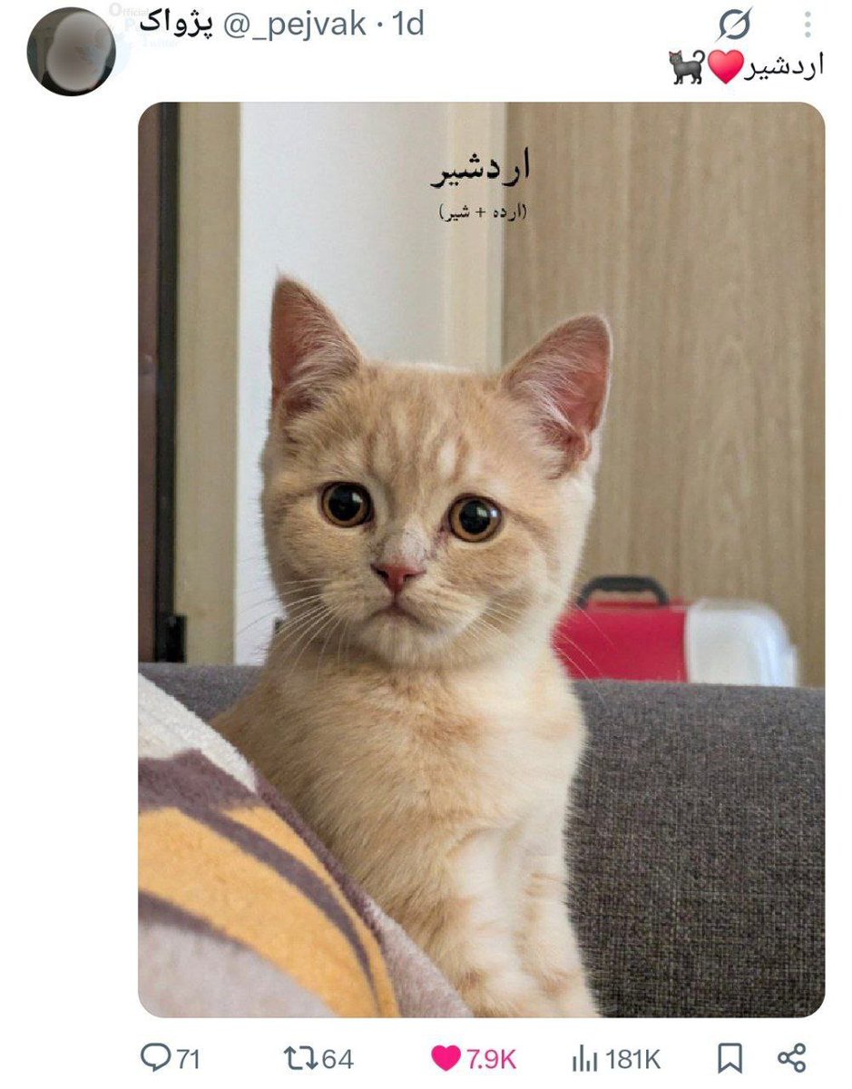 mew nah✨️ tweet media