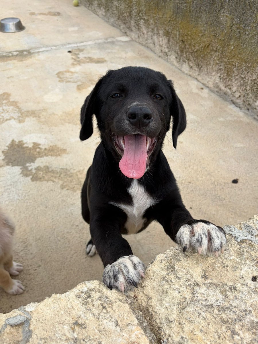 ohanarifugio's tweet photo. 🐾 LE NUOVE FOTO DEL MERAVIGLIOSO TOBY 

⭕ Info: PER FAVORE NON CHIAMARE. ESCLUSIVAMENTE SE REALMENTE INTERESSATI via Whatsapp al +39 327 760 7352

🚼 Data di nascita: tre mesi
📏 Taglia: media (25-28 kg da adulto)

Santa Margherita di Belice (AG) https://t.co/Bx1LpCK0tP