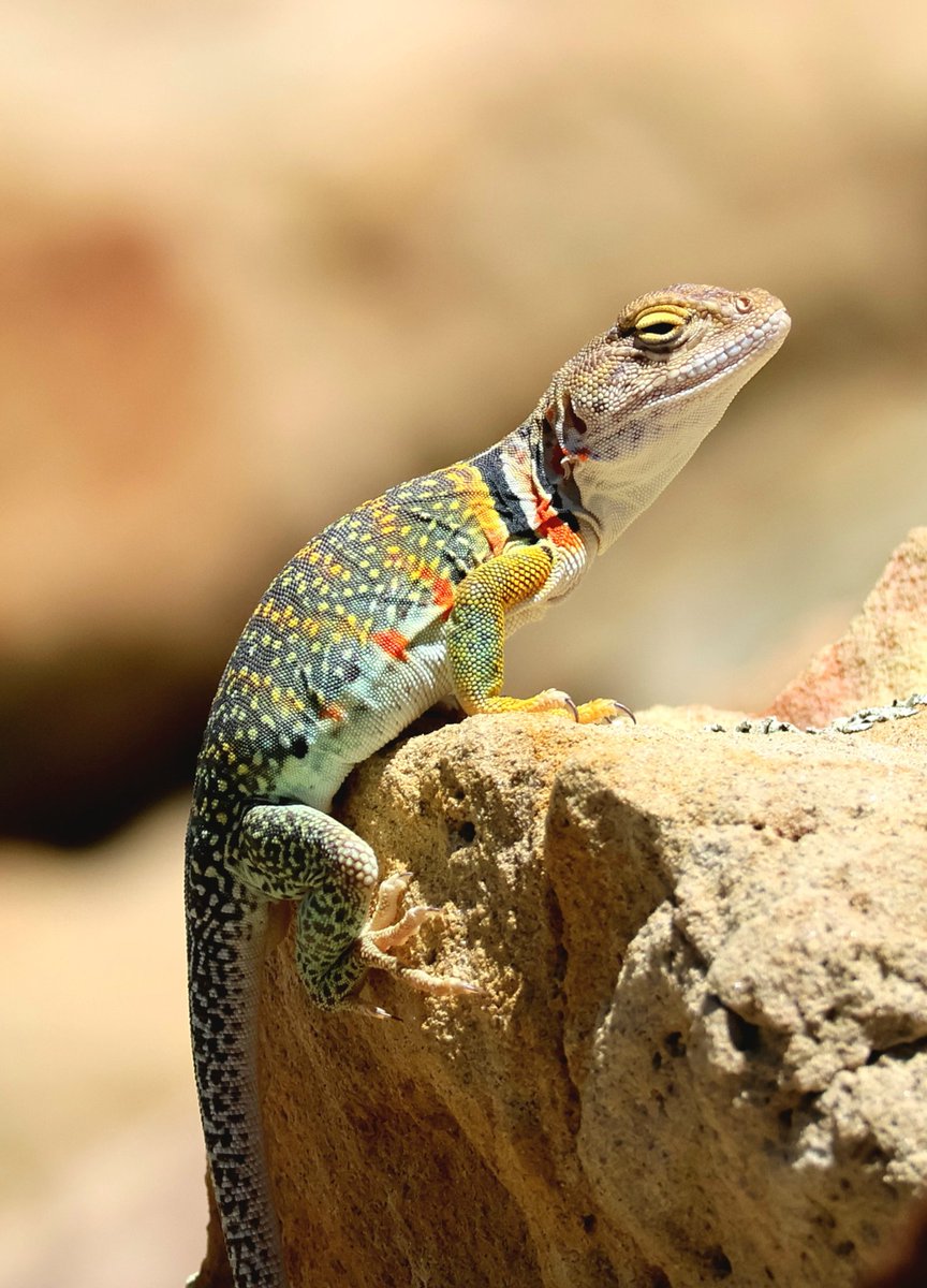 ShortyHarris99's tweet photo. I saw several Eastern Collared Lizards yesterday,  including a male &amp; 2  females. The females are gravid &amp; plump with eggs, the orange spots develop when they are pregnant. Interesting that 1 female has a very golden head while the other doesn't. https://t.co/PBHYHlQMUm