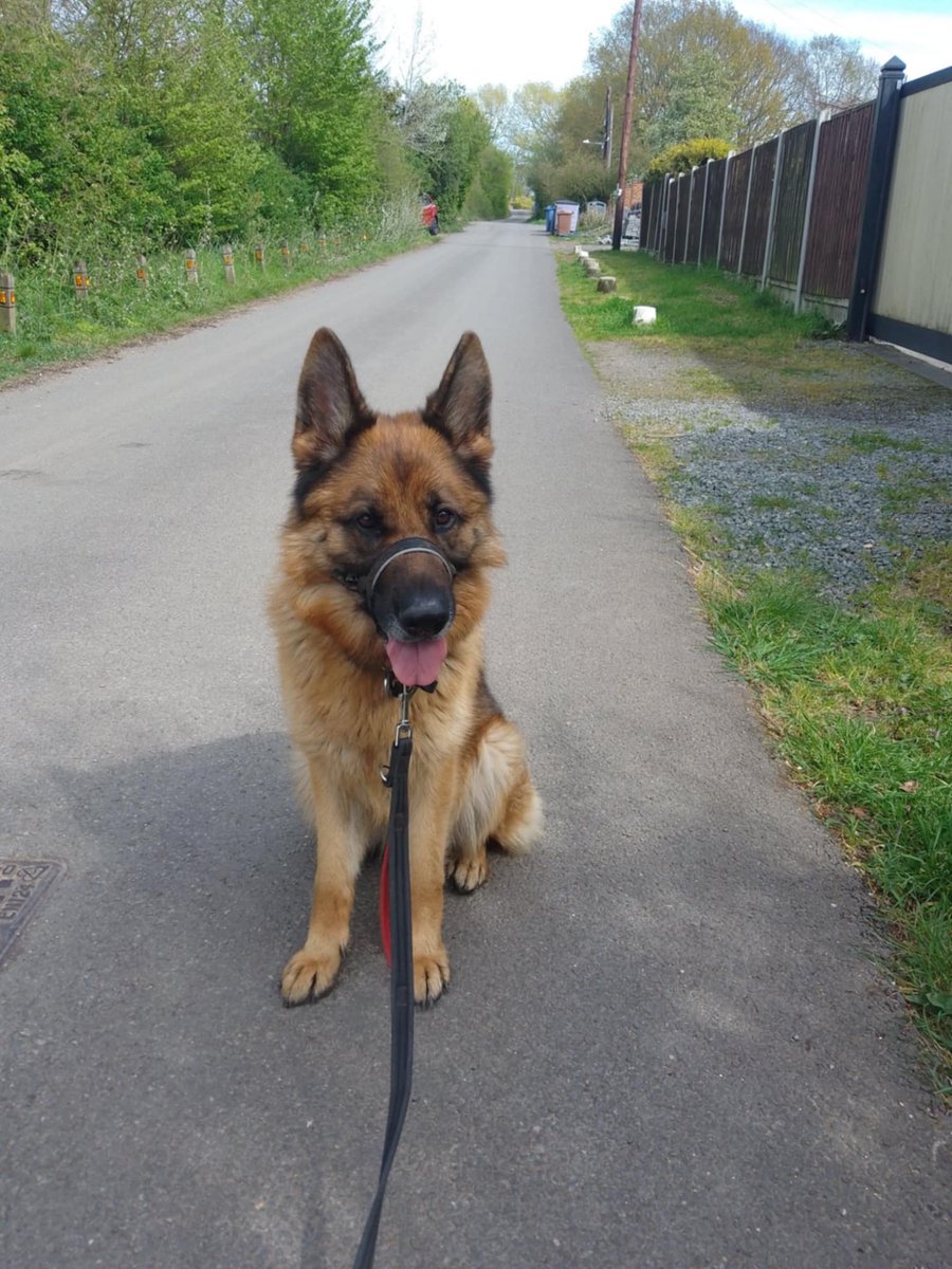 gsrescueelite's tweet photo. Aria is 3yrs old and she is a fantastic girl who has loved everyone she has met. Aria can live with older kids and has played well with other #dogs at the kennels 
#germanshepherd #Essex 
https://t.co/kOfyIMiECz https://t.co/HJdzLZrBur