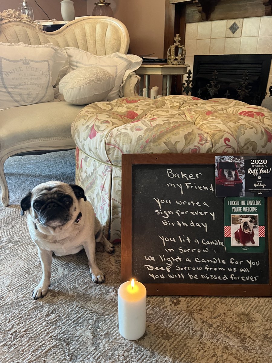 lalagailpug's tweet photo. My friend Baker. https://t.co/42PVCVQNVh