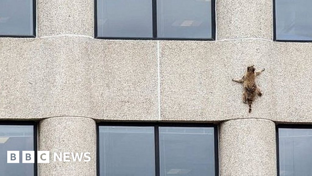 vincempls's tweet photo. #OnThisDay June 12 2018: First noticed by @MPR employees, the "MPR Raccoon" causes a worldwide media sensation when it climbs 22 stories up @UBS Plaza in St Paul MN. Rescuers capture the animal from the roof the next morning and release it at an undisclosed location. https://t.co/yrfo9rW9Hv