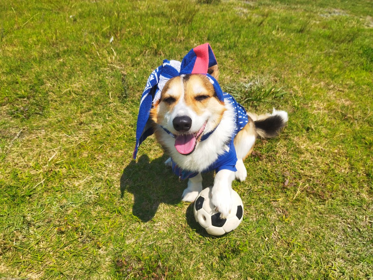 gex3hm's tweet photo. さあ仮眠して愛犬と代表戦見るぞ！みんなも応援しようなっ！ https://t.co/xpbIbnagpr