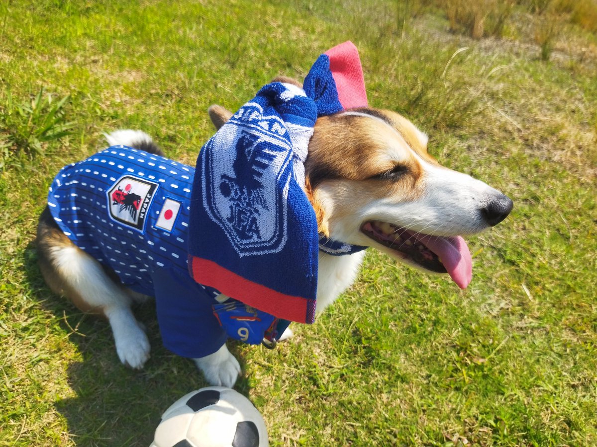 gex3hm's tweet photo. さあ仮眠して愛犬と代表戦見るぞ！みんなも応援しようなっ！ https://t.co/xpbIbnagpr