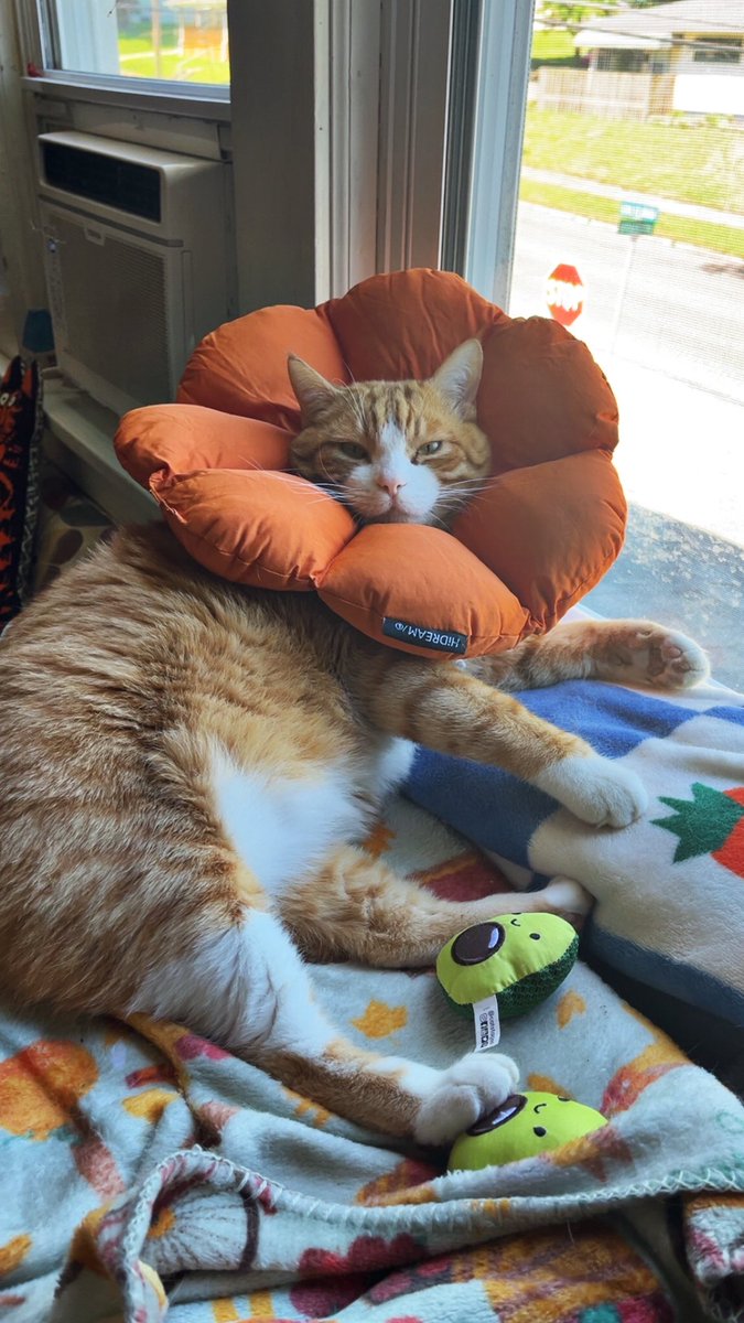 asteroidlester's tweet photo. even cuter lamp. this one is solar powered https://t.co/nR0moh83Qh