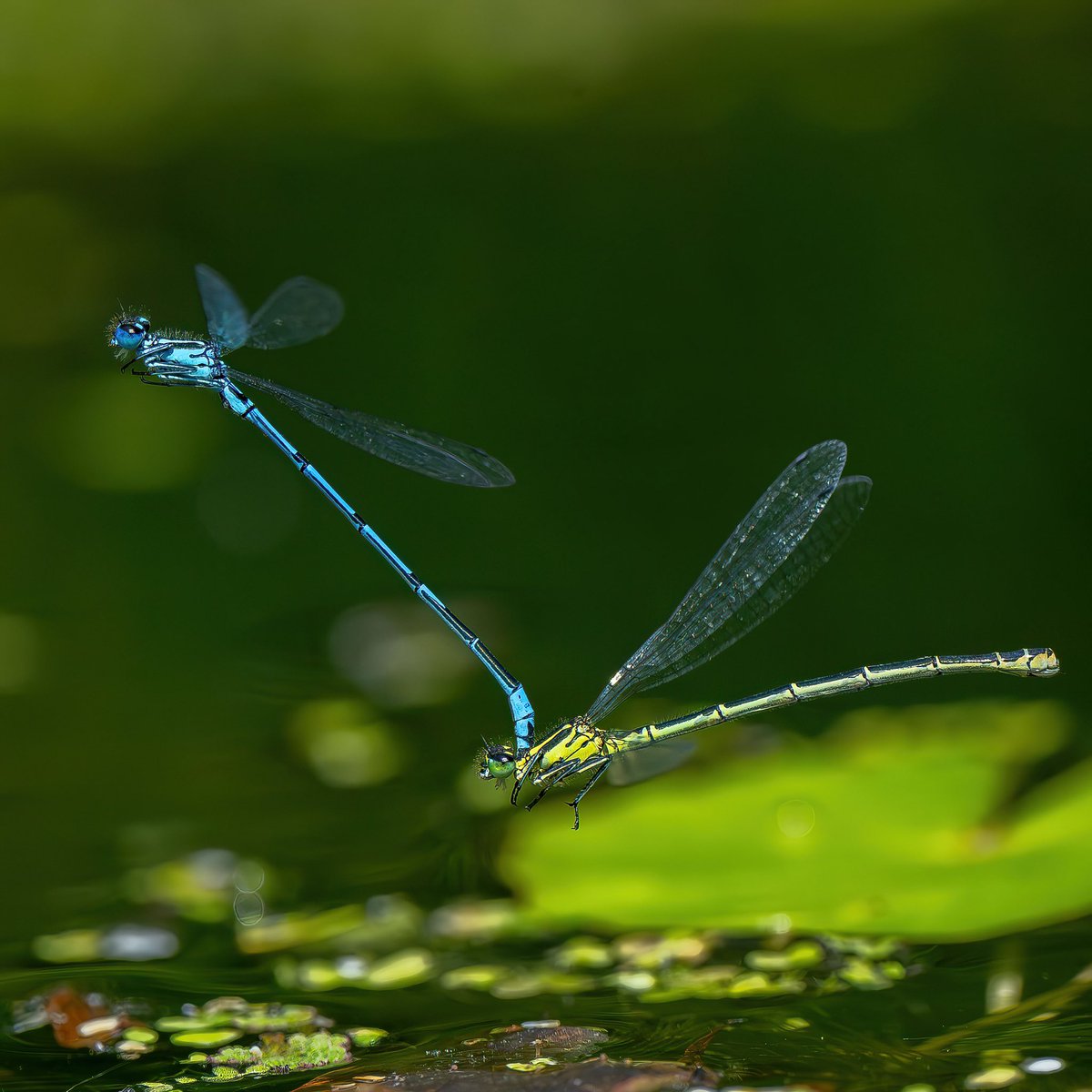 macro_action's tweet photo. Swing low, sweet chariot, coming for to carry me home!
Thes mating Damselflies know how to do it in style at Walthamstow Wetlands,, Walthamstow, London.
Nikon Z9 and Z 70-200mm + 1.4x tele
SS1/2500 F6.3 ISO500
#macro #dragonflies #mating #entomolgy #arthropod https://t.co/iNravdH3jt